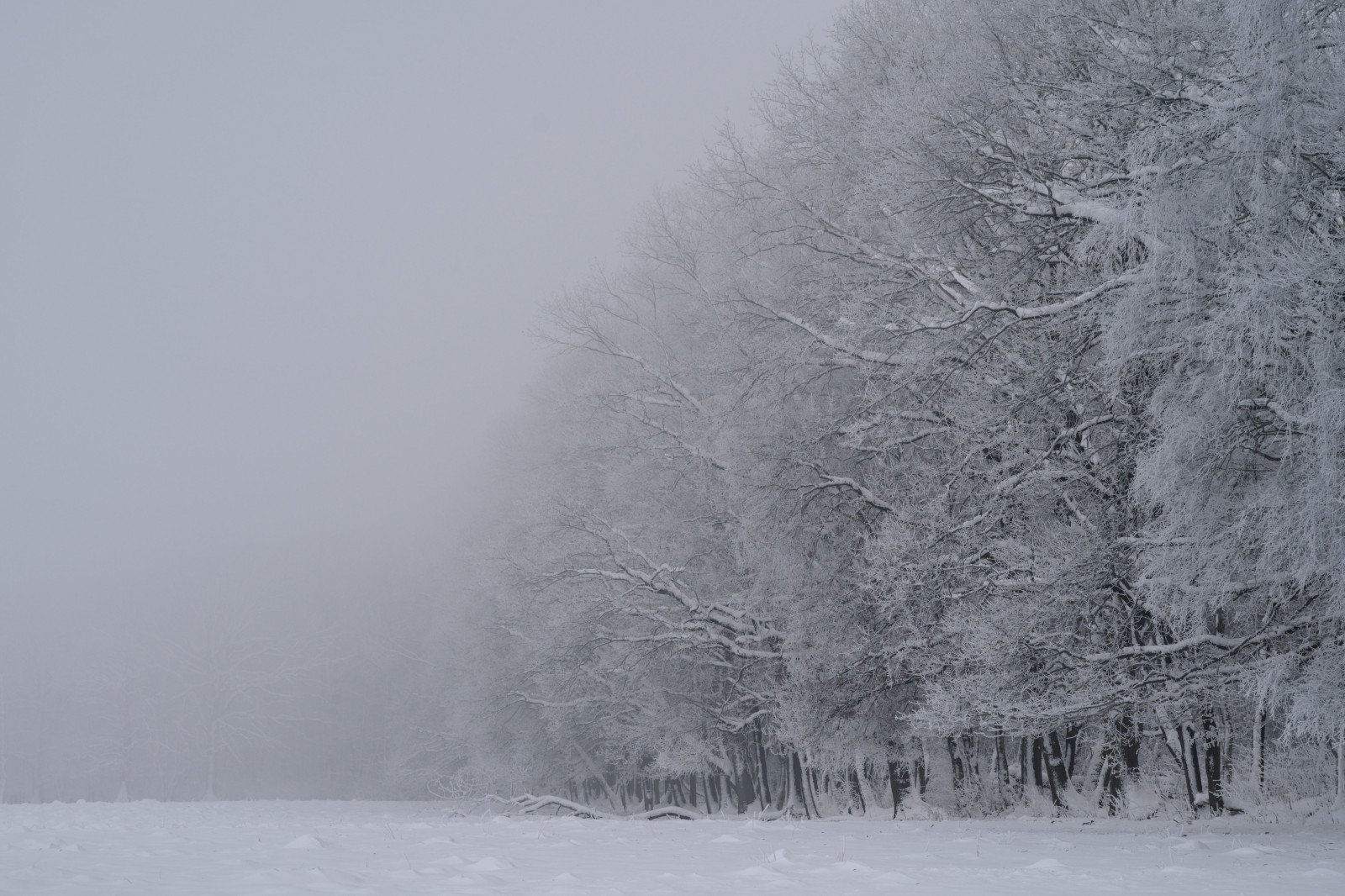 Cold woods