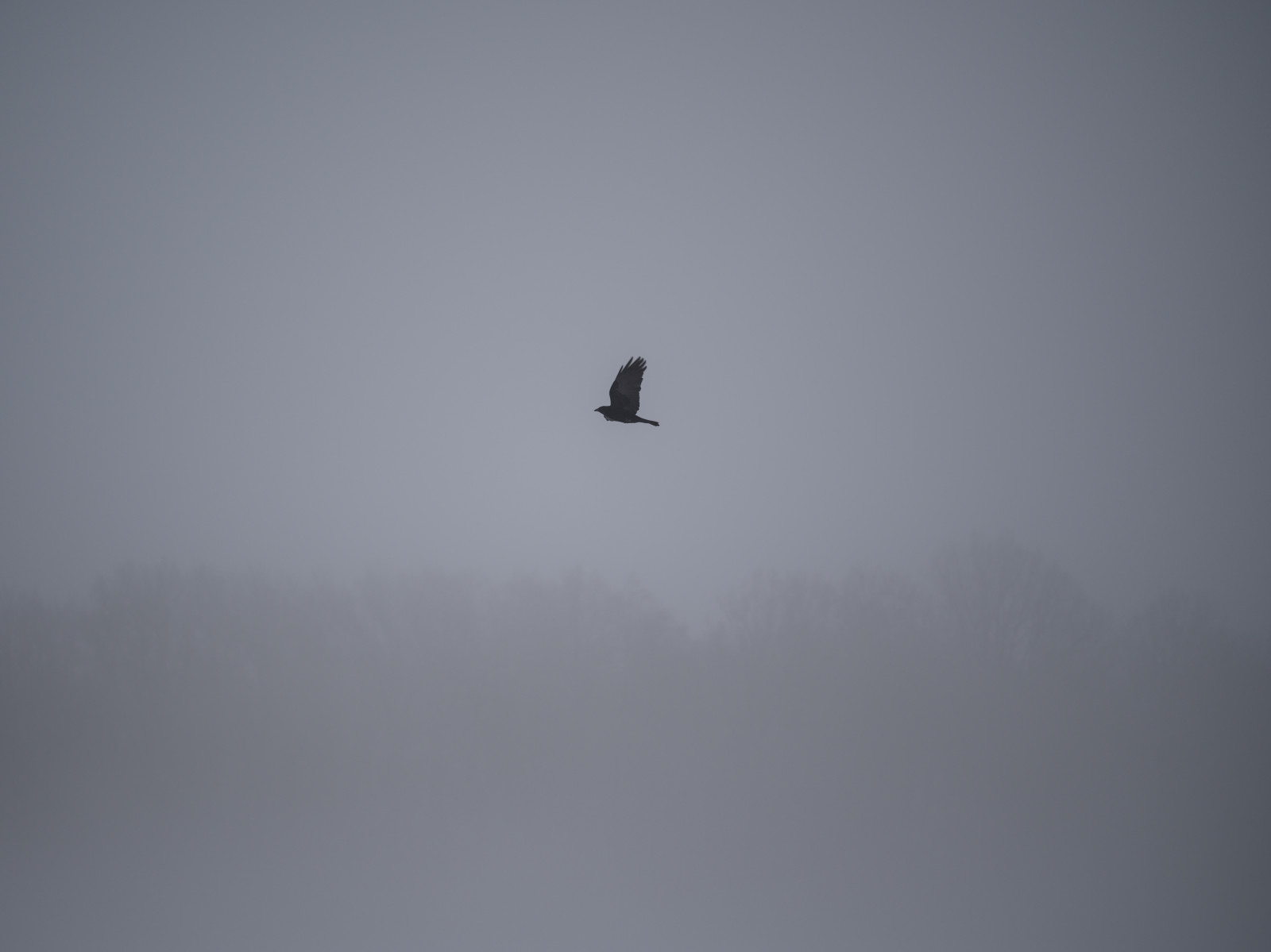 The raven that refused to sing
